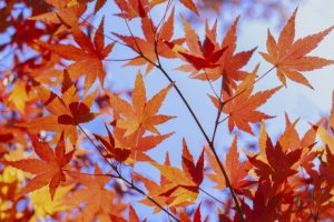秋の紅葉